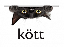 Kott